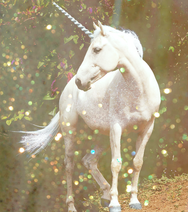 Are Unicorns Real? Here are the facts. Lizos