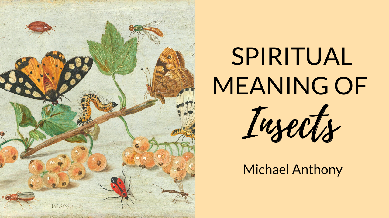 Spiritual Meaning of Insects ? | Spiders, Scorpions, Worms, and more