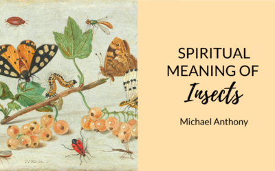 Spiritual Meaning of Insects ? | Spiders, Scorpions, Worms, and more