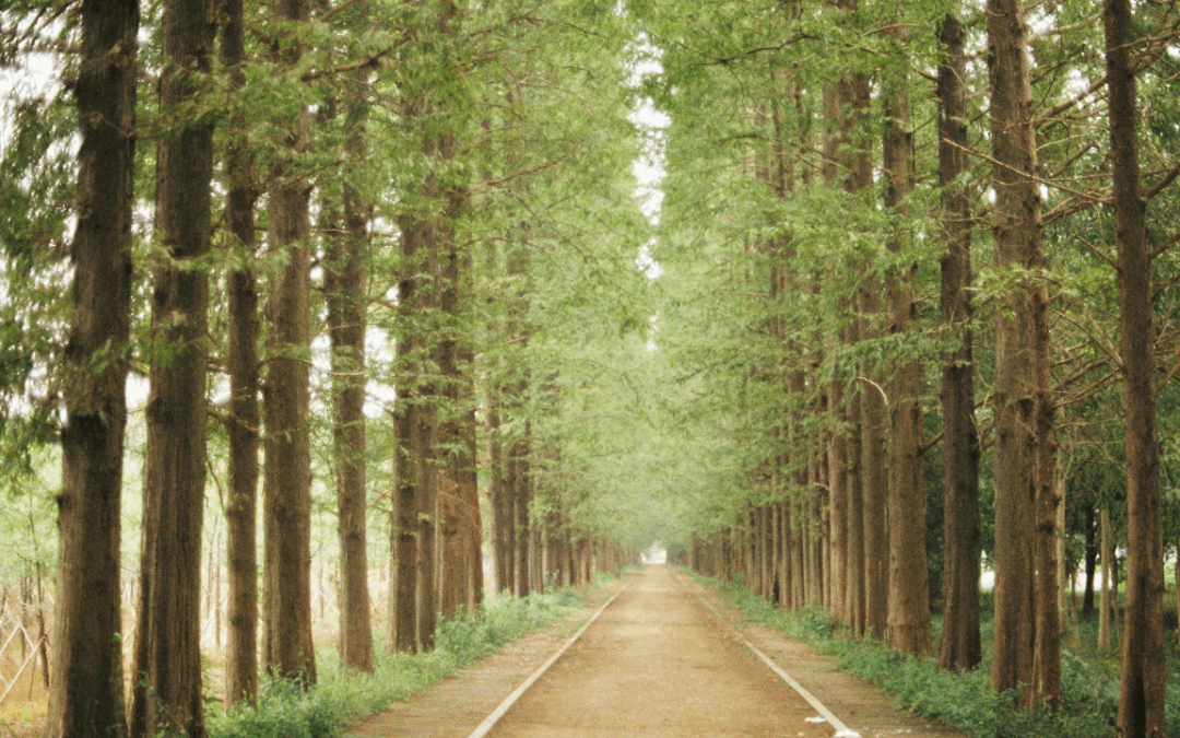 🚀 The Secret to Manifesting FASTER!