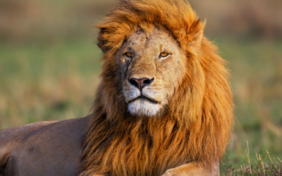 The Ultimate BDSM Topping Guide with Janet W Hardy